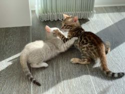 Awesome Bengal Kittens