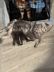 Bengal kittens for sale. All silver