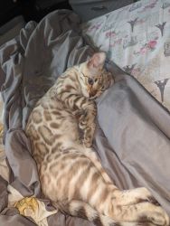 Beautiful Cream Bengal Kitten Female