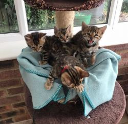 Male and female Bengal Kittens ready for their new homes.