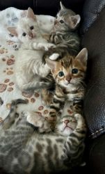 4 benga kittens for sale