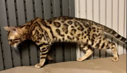 Bengal stud cat