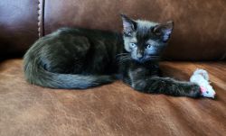 Melanistic bengal kitten available