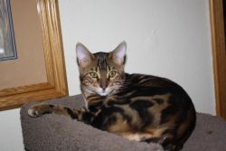 Awesome bengal kittens MALE AND FEMALE
