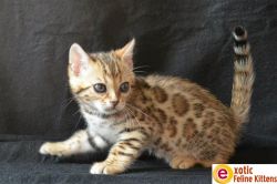 Adorable Bengal Kittens for sale