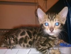 TICA Registered Bengal Kittens Available