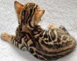 great Bengal kittens for sale