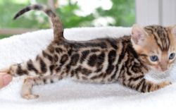 Bengal Kittens For sale