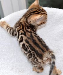 Brown Bengal Kittens For Sale