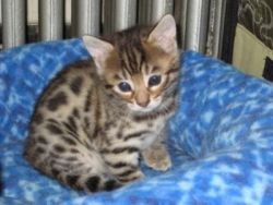 Bengal Kittens For New Homes