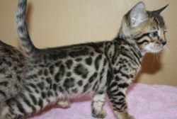 Amazing Bengal Kitten. Text: (xxx) xxx-xxx8