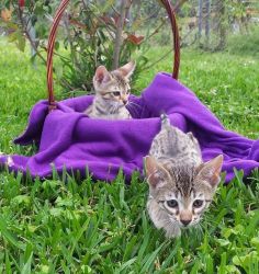 Bengal & Savannah Kittens