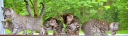 TICA Registered Bengal Kittens