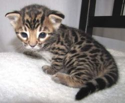 Gshs Tica Reg Bengal Kittens For Sale