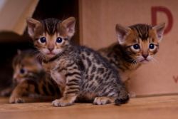 Stunning Male and Female Bengal Kittens