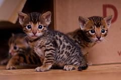 Gorgeous Little Bengal kittens Stunners