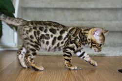 Bengal Kittens Very Soft And Fluffy