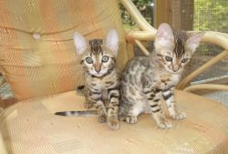 Cute Bengal kittens ready