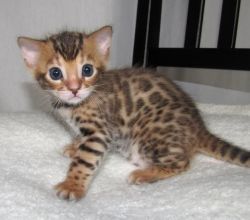 adurable Bengal kittens for sale