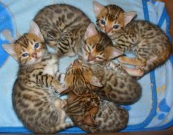 Gorgeous Bengal Kittens