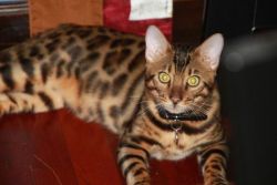 Two Bengal Kittens for Adoption Now