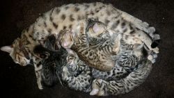Show Quality Bengal Kittens