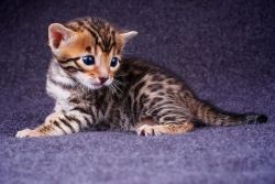 Gorgeous Pedigree Bengal Kitten