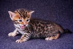 Reduced Top Quality Exotic Bengal Kittens