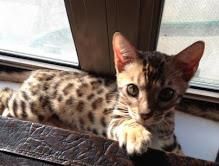 bengal kitten for a new home