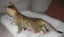 10weeks bengal kittens for adoption