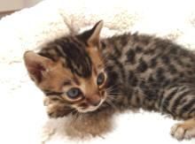 genuine bengal kittens with cool behaviour
