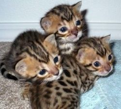 Cute bengal kittens