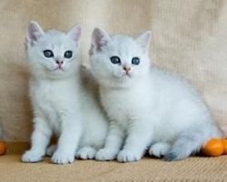 Free American Bengal Kittens