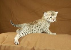 Cute Bengal kittens Available for free