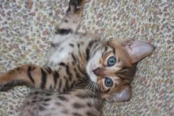 Bengal Kittens Brown Spot