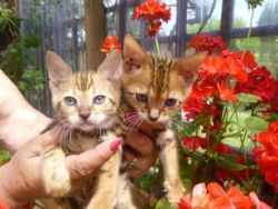 Pedigree Bengal Kittens available for sale