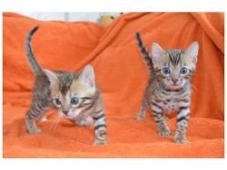 Wonderful Rosetted Bengal Kitten (m / W) Cute