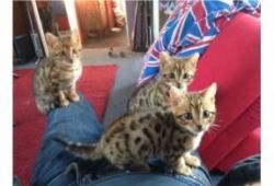 Pedigree bengals kittens ready now for adoption
