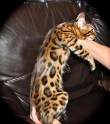 beautiful Bengal kittens for good homes