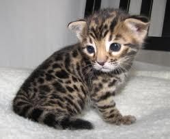 Healthy Bengal Kittens for good homes