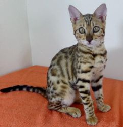 Bengal Kittens With Pedigree Papers Ready Now