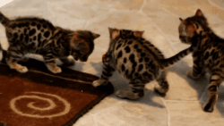 Tica Bengal Kittens (xxx xxx xxx0)