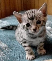 Lovely face Bengal kitten ready