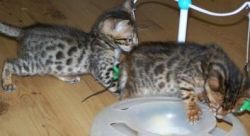 Precious Bengal Kittens