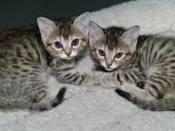 Gift bengal kittens male and female registered cfa