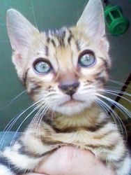 Beautiful Brown Rosetted Bengal kitten