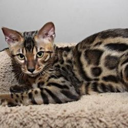 Gorgeous Bengal gold kittens.