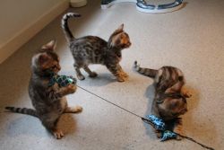Stunning Bengal Kittens Available