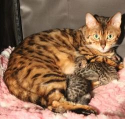 Cute Bengal kittens available for your home