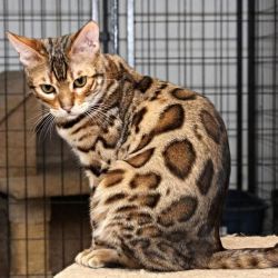 $250, Exceptional Bengal Kittens For Adoption